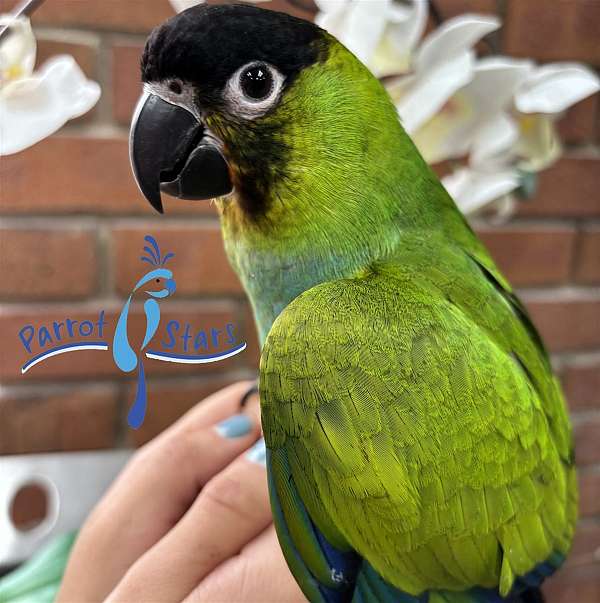 nanday-conure-for-sale