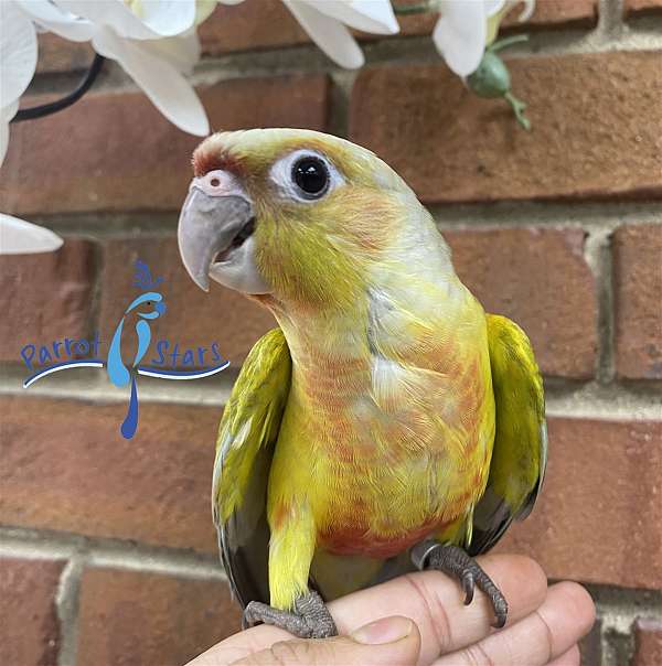 green-cheek-conure-for-sale