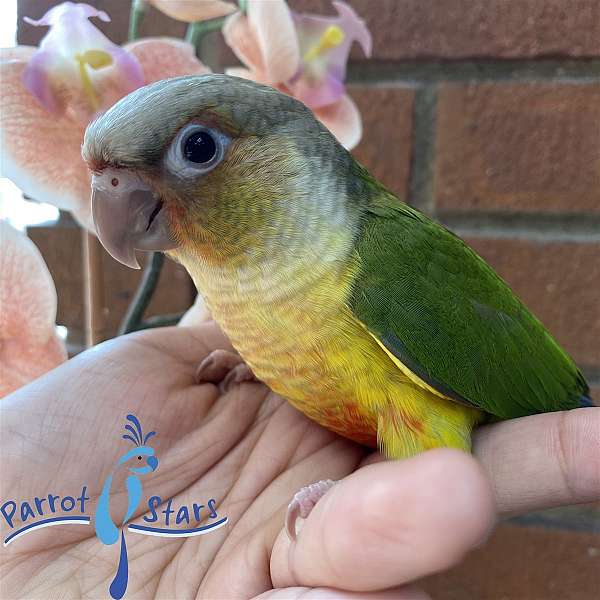 green-cheek-conure-for-sale