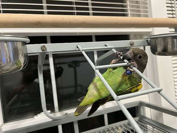 african-grey-parrot-for-sale-in-evanston-il