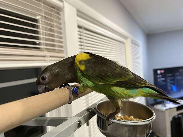 parrot-for-sale-in-evanston-il