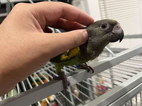 pet-playful-bird-for-sale-in-evanston-il