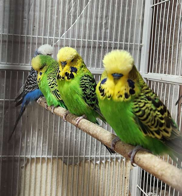 parakeet-for-sale-in-willimantic-ct