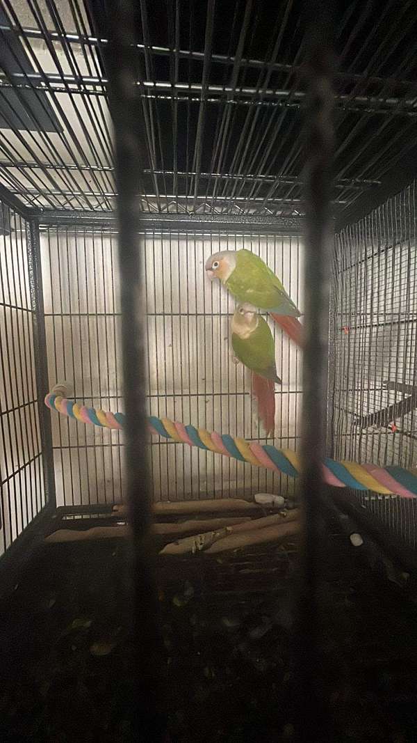 conure-for-sale