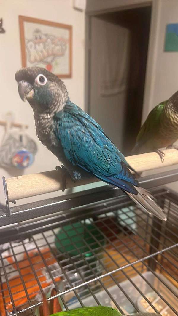 conure-for-sale