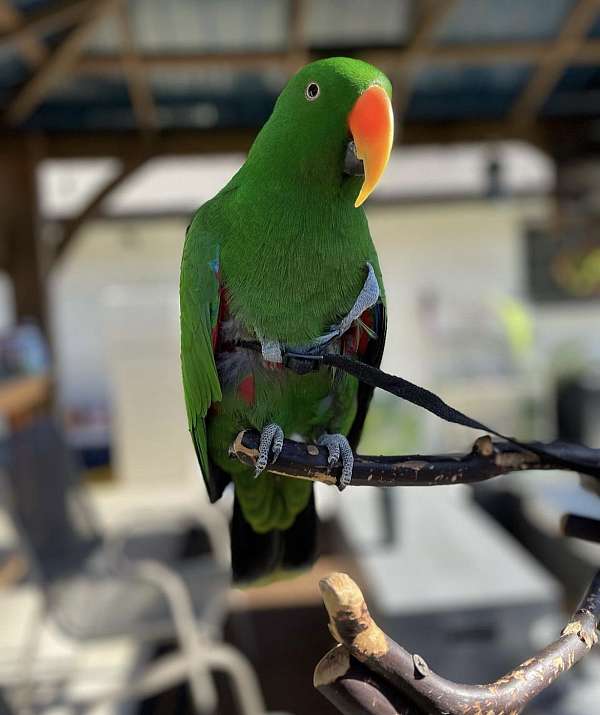 eclectus-parrots-parrot-for-sale-in-washington