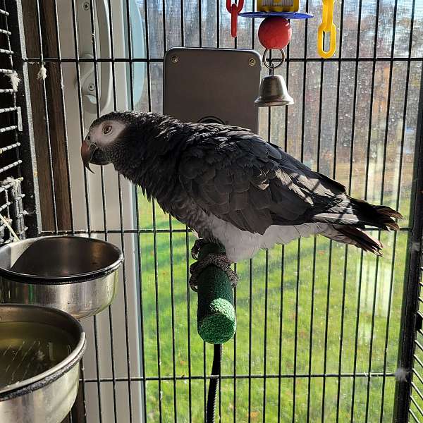 african-grey-parrot-for-sale-in-guysville-oh