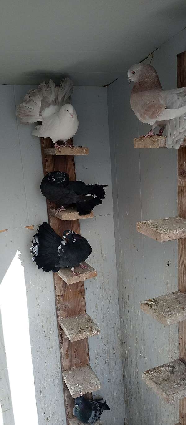 fantail-pigeon-for-sale-in-kimball-mi