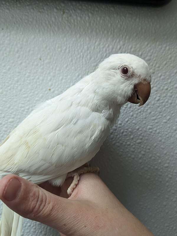 quaker-parrots-for-sale