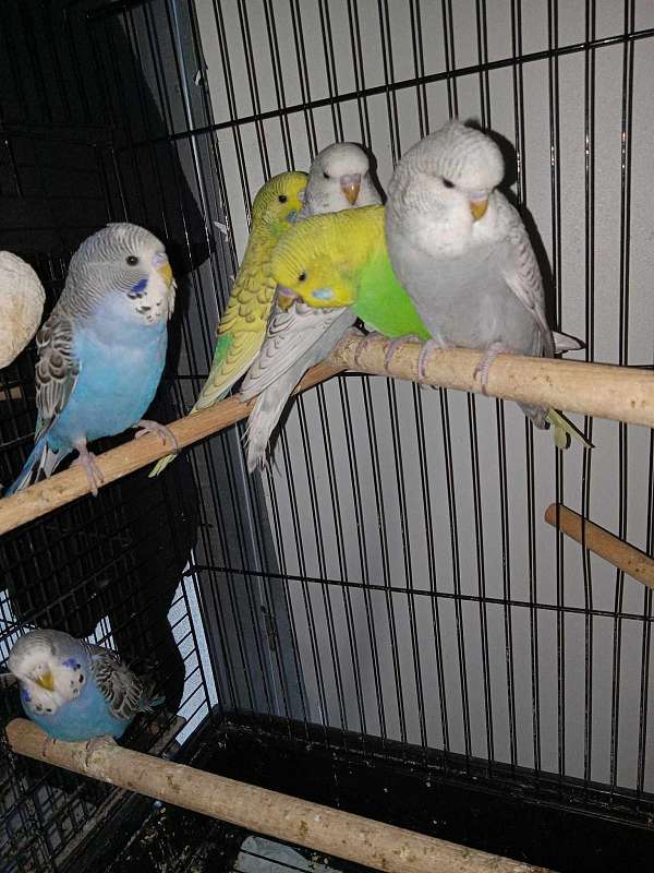 fancy-tame-budgerigar-parakeet-for-sale