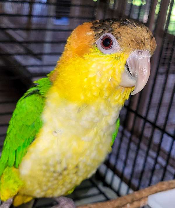 white-bellied-caique-for-sale-in-dover-fl