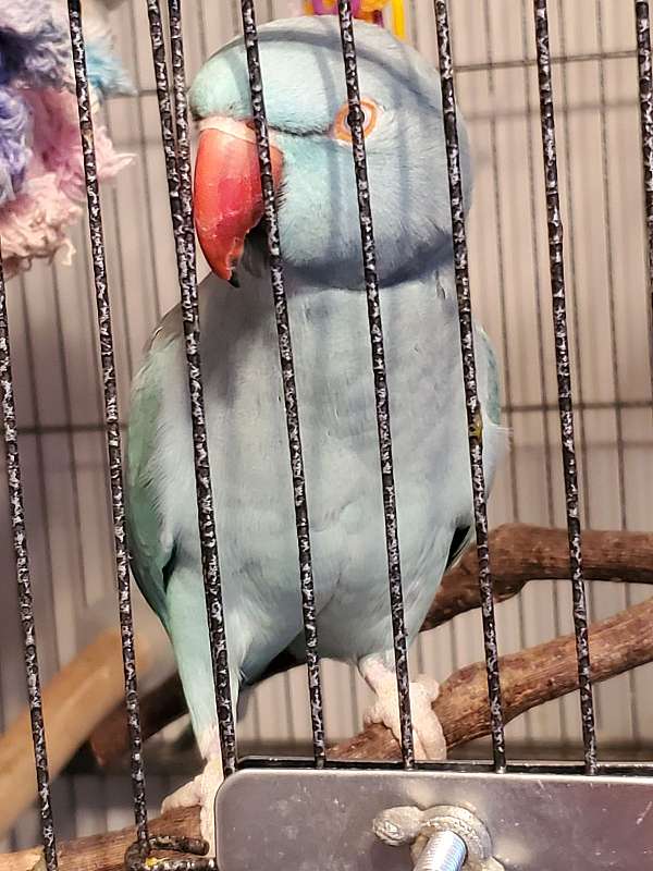 ringneck-parakeet-for-sale-in-spokane-valley-wa