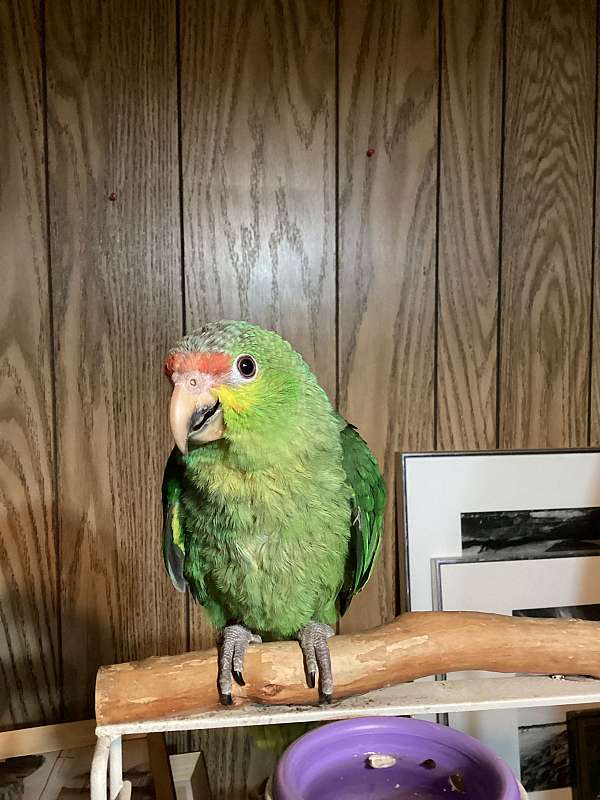 green-bird-for-sale-in-riverside-ca