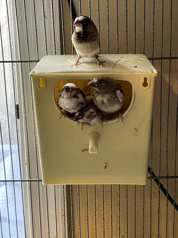 Society Finches