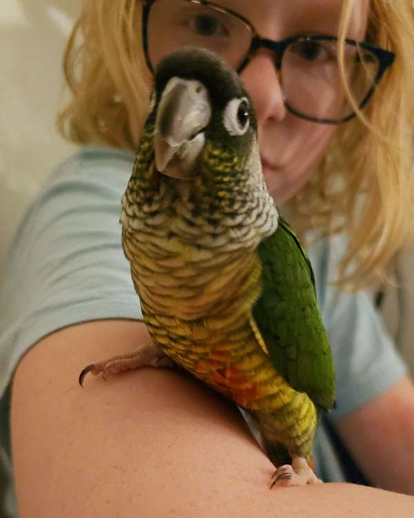 green-cheek-conure-for-sale