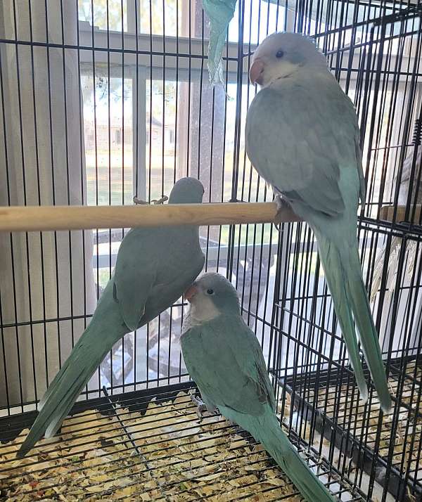 quaker-parrots-for-sale