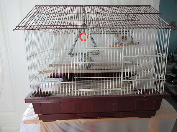 black-mask-lovebird-for-sale