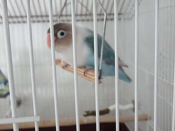 blue-black-mask-lovebird-for-sale