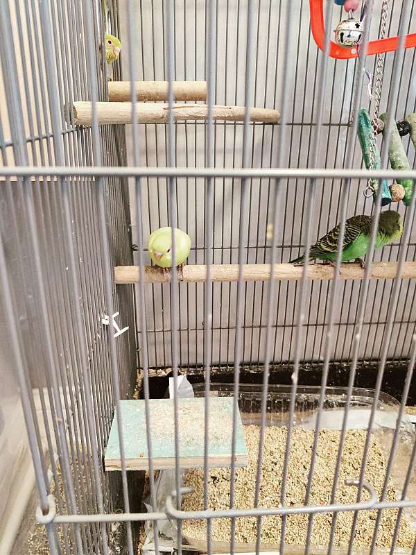 Parakeet babies rehoming