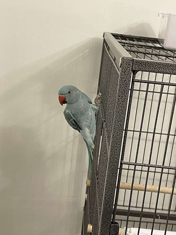 parrot-for-sale-in-virginia