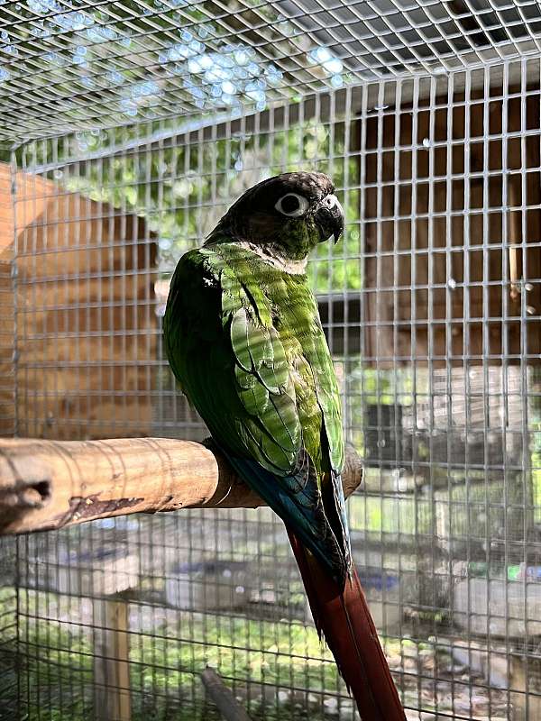 green-cheek-conure-for-sale-in-dade-city-fl