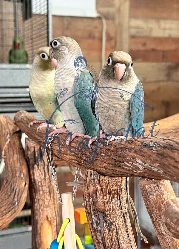 green-cheek-conure-for-sale