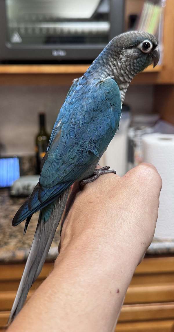 young-bird