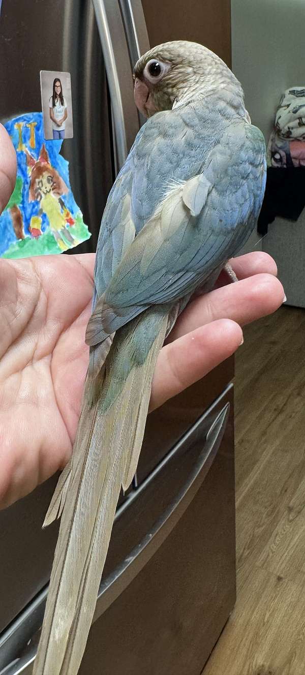young-green-cheek-conure-for-sale