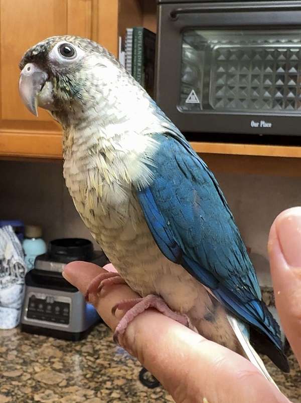 green-bird-for-sale