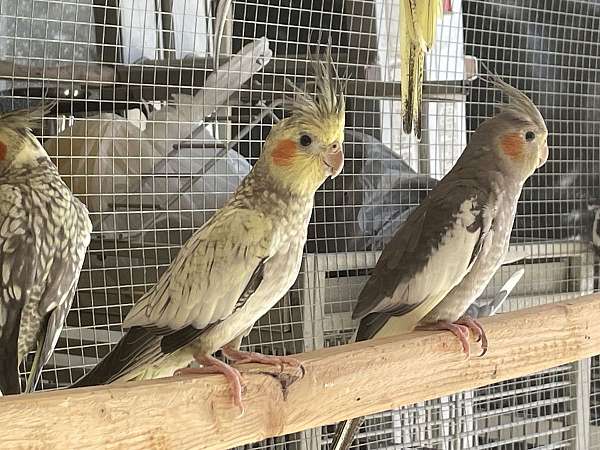 cute-bird-for-sale-in-hudson-fl