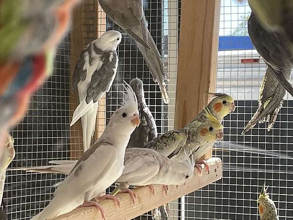 pet-bird-for-sale-in-hudson-fl