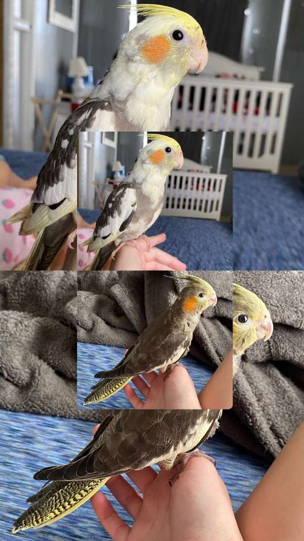 cockatiel-for-sale