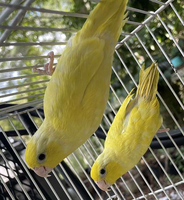 yellow-bird-for-sale-in-thomasville-ga
