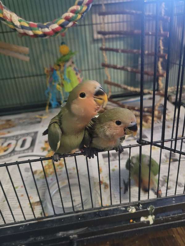 baby-bird-for-sale-in-tyrone-pa