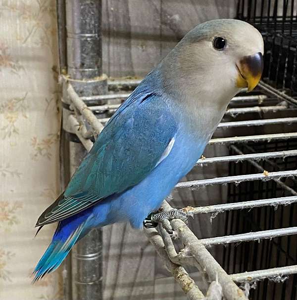 blue peach face love bird