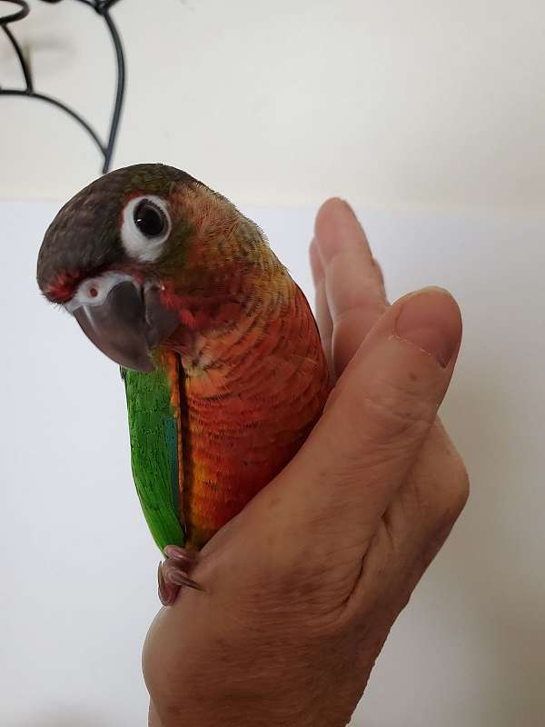 High red yellowsided green cheek conure