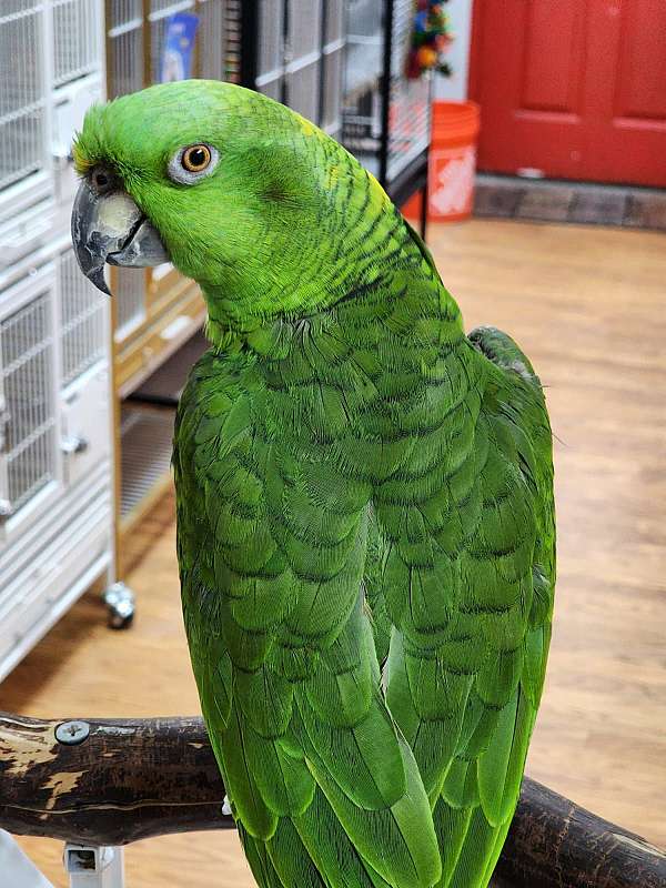 amazon-parrot-for-sale