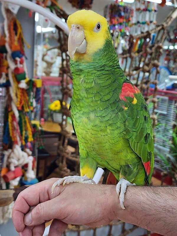 amazon-parrot-for-sale