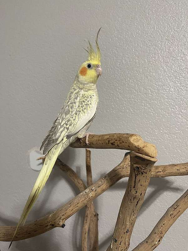cockatiel-for-sale-in-fort-worth-tx
