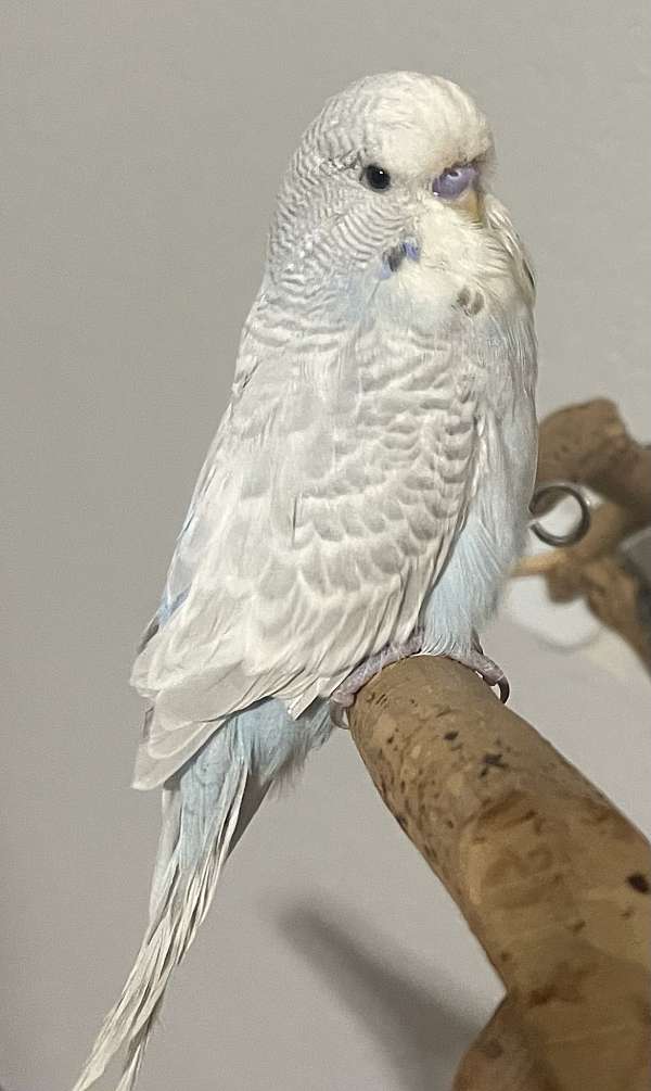 budgerigar-parakeet-for-sale-in-fort-worth-tx