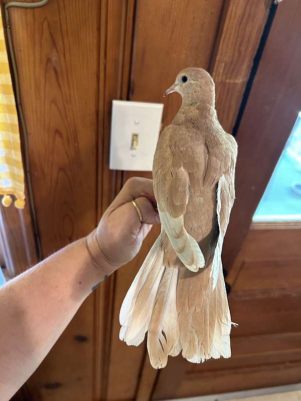 male-female-bird-for-sale-in-cynthiana-ky