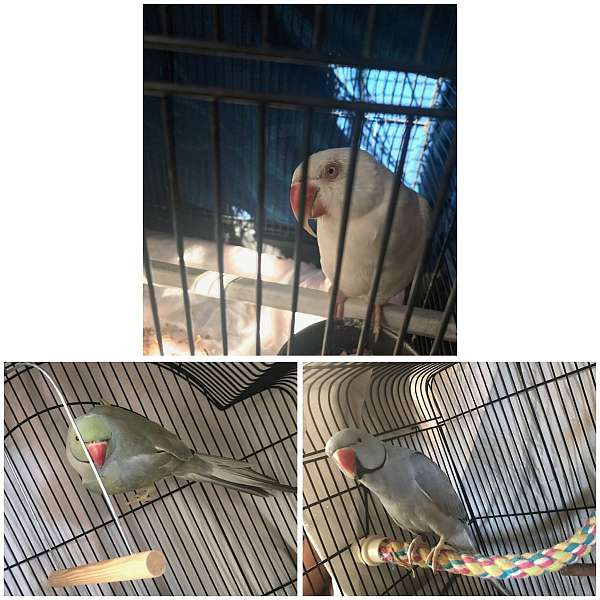 Indian Ringnecks   Parakeet For Sale 