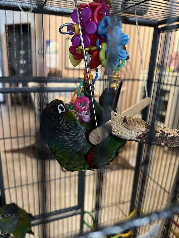 crimson-bellied-conure-for-sale-in-los-lunas-nm