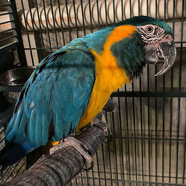 medium-bird-for-sale-in-lebanon-nh