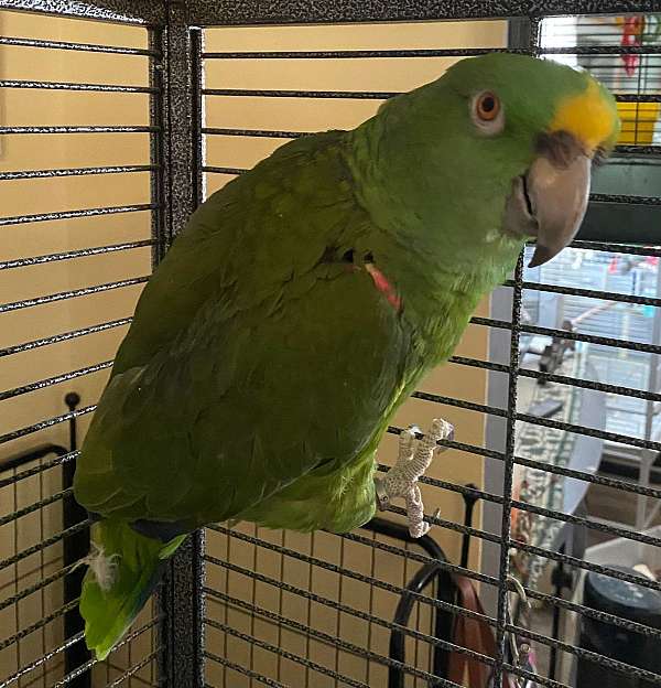 companion-bird-for-sale-in-lebanon-nh