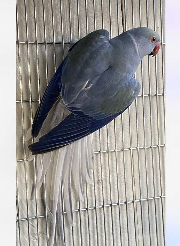 blue-cobalt-bird-for-sale-in-el-cajon-ca