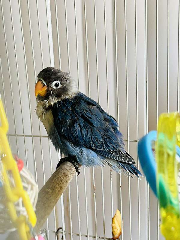 black-blue-tame-bird-for-sale