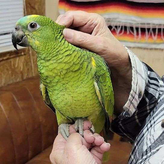 blue-front-amazon-parrot-for-sale-in-lincolnton-nc
