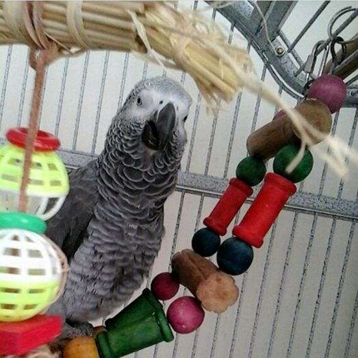 african-grey-parrot-for-sale-in-mission-hills-ca