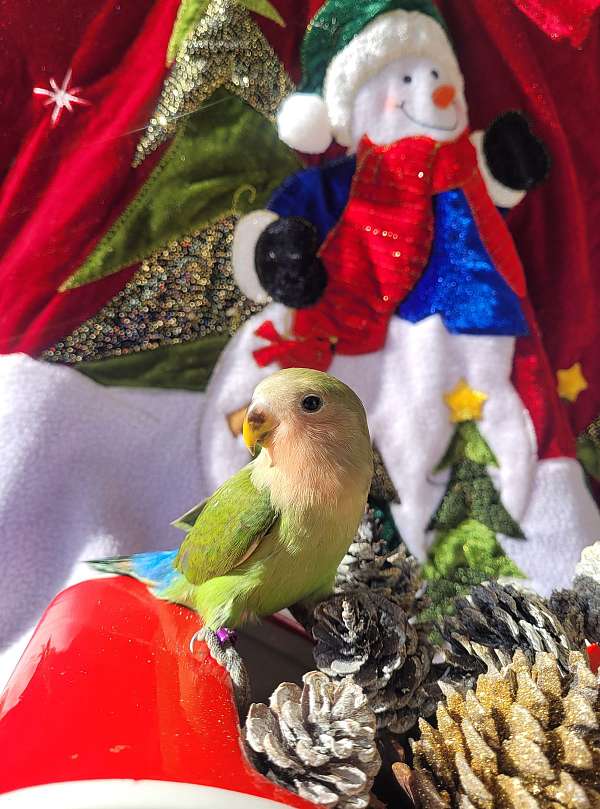 peach-faced-lovebird-for-sale